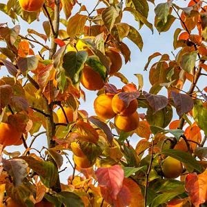 Amazon.co.jp: 柿の木 高さ6~12インチ 植えやすい 大きな柿の果実が